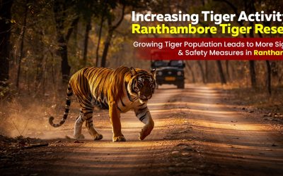 Increasing Tiger Activity In Ranthambore Tiger Reserve