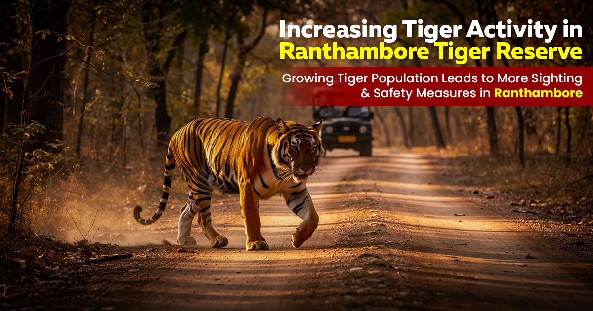 Increasing Tiger Activity In Ranthambore Tiger Reserve